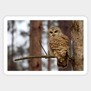 Barred Owl on a limb Sticker